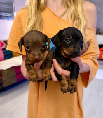 Miniature Dashund Puppy
