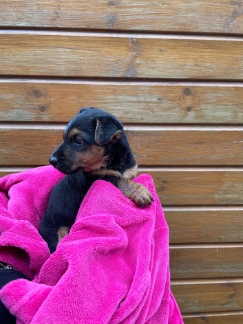 two beautiful boy puppies for sale
