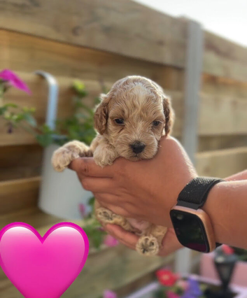 Beautiful F2 cockapoo puppies