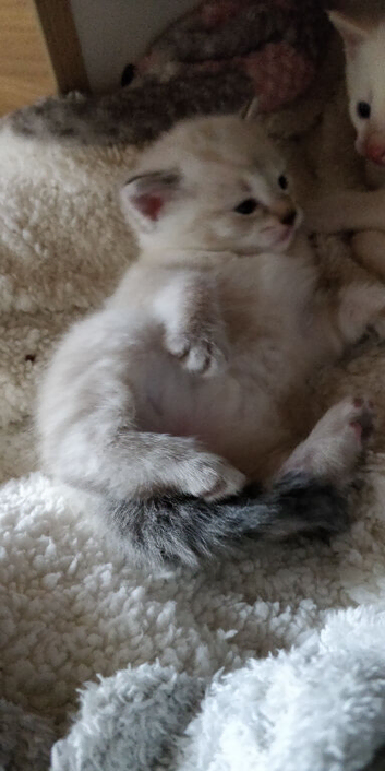 RUSSIAN BLUE KITTEN GIRLS 8 WEEKS