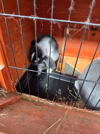 Baby rabbits for sale
