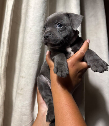 K C REG  BLUE STAFFORDSHIRE BULL TERRIER
