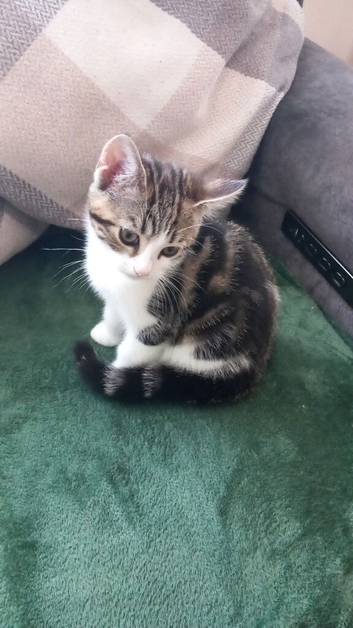 Male kitten avaliable