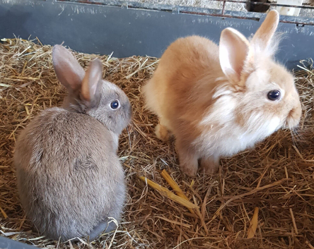 Netherland dwarf cross mini rex rabbits