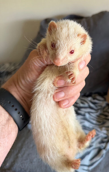 Very small 12 month old albino jill