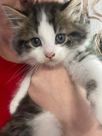 5 beautiful kittens