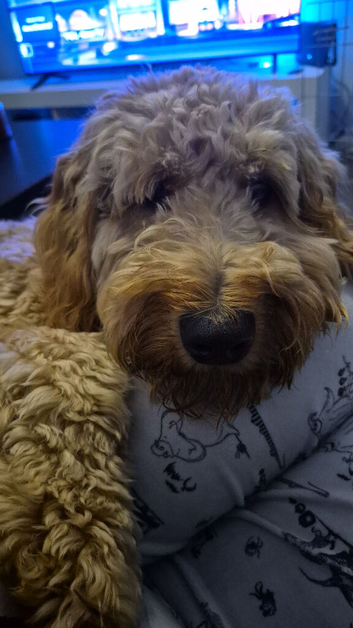 Apricot Male Cockapoo