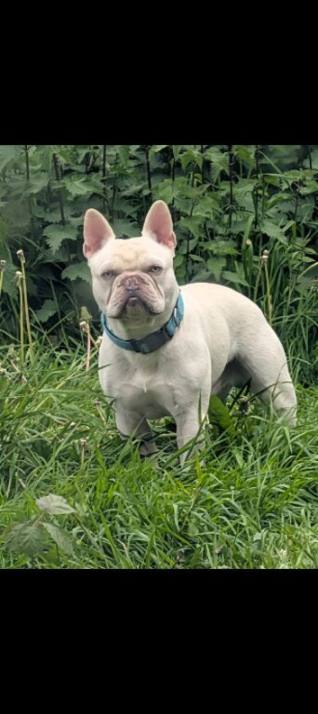 Beautiful Frenchie