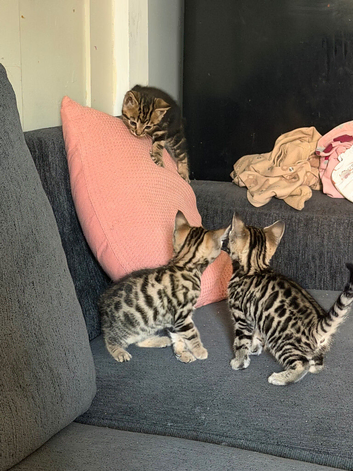 Bengal kittens mum & dad owned by us