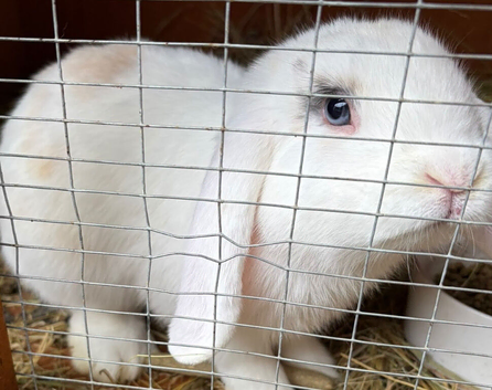 Handsome mini lop buck