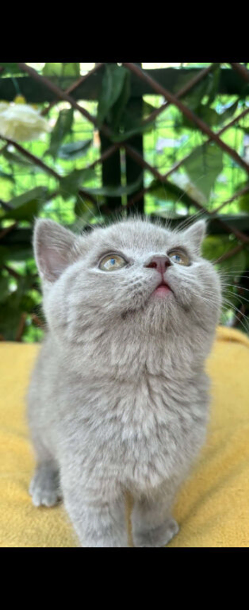 Olny 2 boys left Ready now full british shorthair