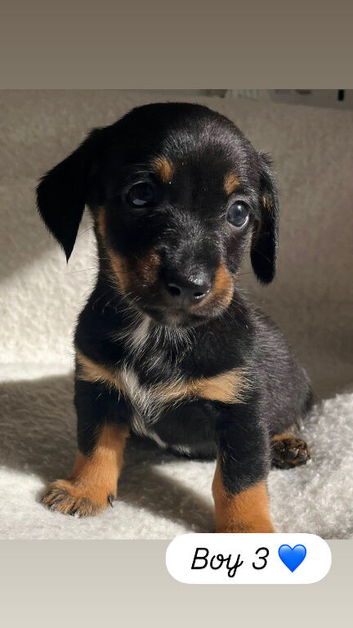 Dachshund Puppies