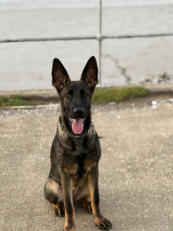 Lovely 6 month old female for sale