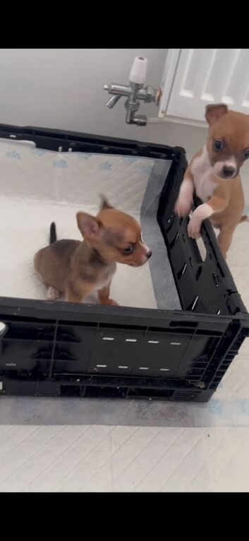 Chihuahua
