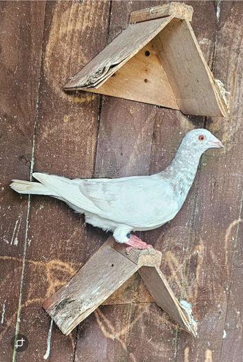 Racing Pigeons