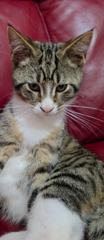 Maine Coon Cross Male and Female  kitten
