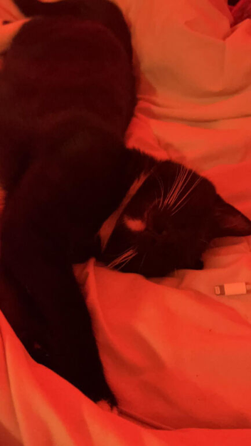 here i have my female cat