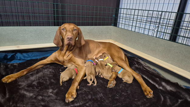 Hungarian Wirehaired Vizsla Puppies