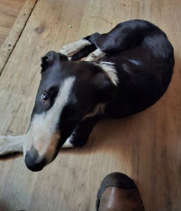 Border Collie puppy for sale
