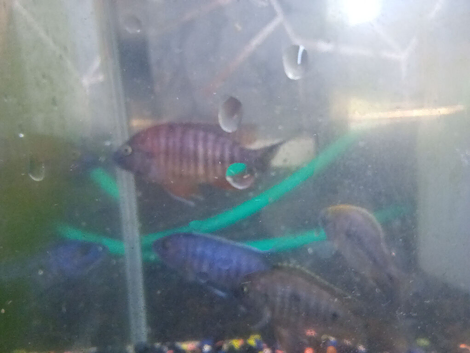 4 Malawi cichlids
