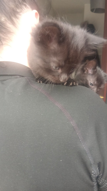 Long haired kitten