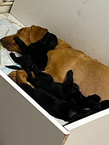 Beautiful F1 Labradoodle Puppies for Sale