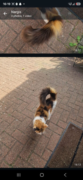 Calico young cat
