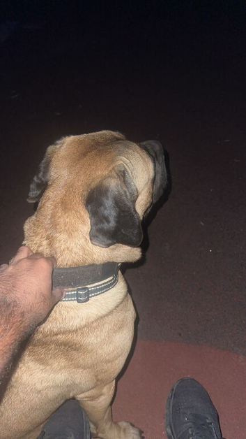 Cane corso puppies
