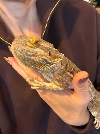 Bearded dragon