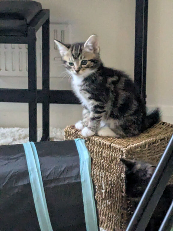 Tabby kittens for sale in lingfield