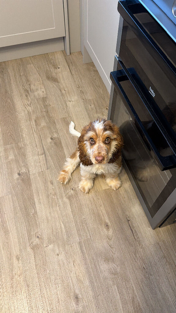 Gorgeous male pedigree cocker spaniel puppy