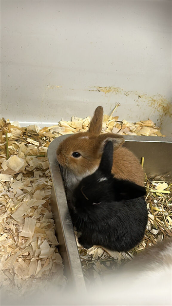 Young mini lops ready to reserve