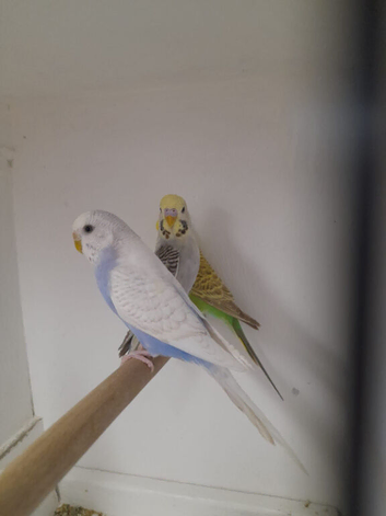 Baby Budgies and adult budgies