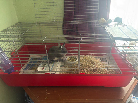 Netherland dwarf