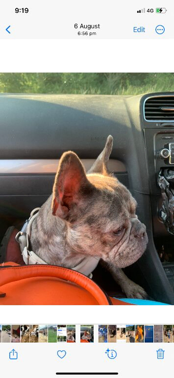 Beautiful French bulldog