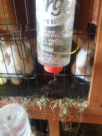 6   rabbits