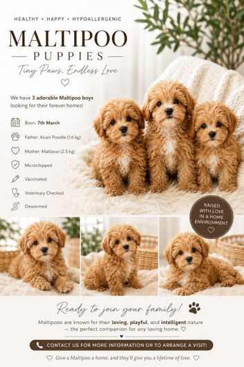 extra tiny Asian maltipoo puppies