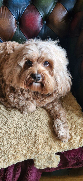 Beautiful female cavpoo.pet home only !
