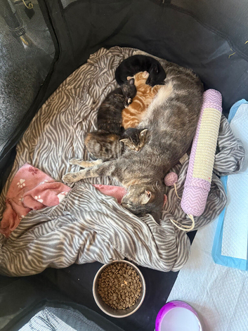 Tabby girl