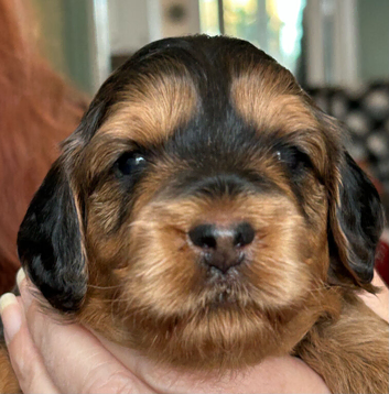 Stunning Cockapoo Puppies