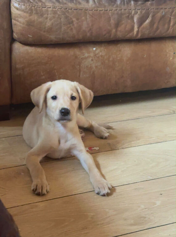 6 month old female puppy