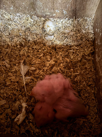 3 baby ringnecks for hand rearing