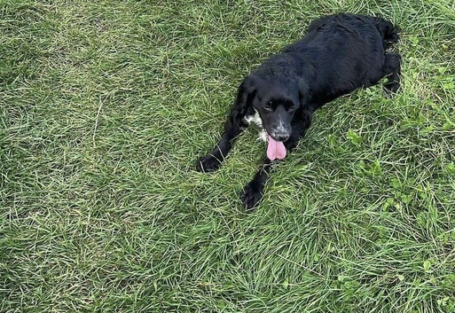 Sad sale of beautiful black cocker spaniel
