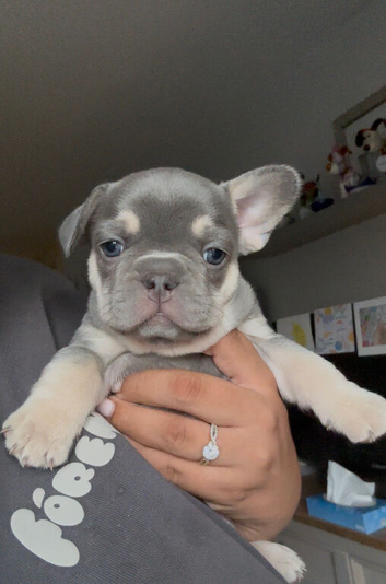 French Bulldog Puppies &ndash; Carefully Raised Family Litter