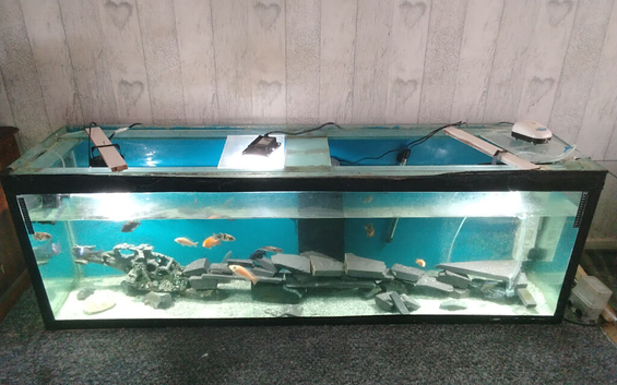 3x tanks and fromtosa also some mbuna
