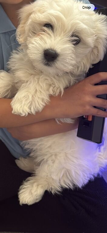 Maltese