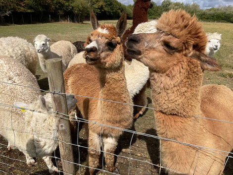 Alpacas