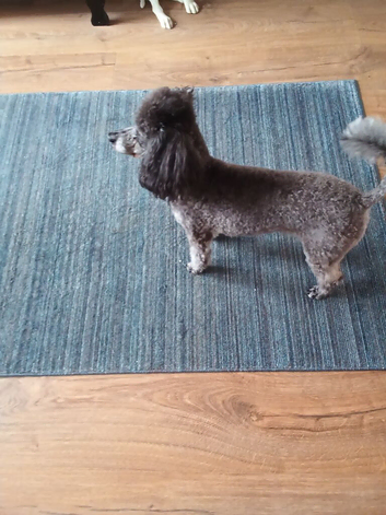 Toy Poodle for sale