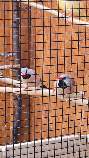 Pair of Hecks