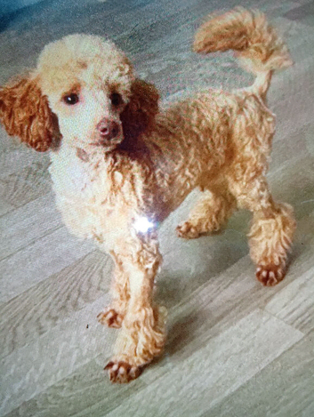 Miniature cockapoo X toy poodle